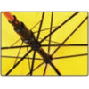 Wooden Hook Handle Umbrella 12W